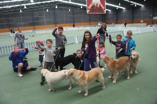 golden retriever breeders nz golden retriever club nz photo golden retriever breeders nz golden retriever club nz photo